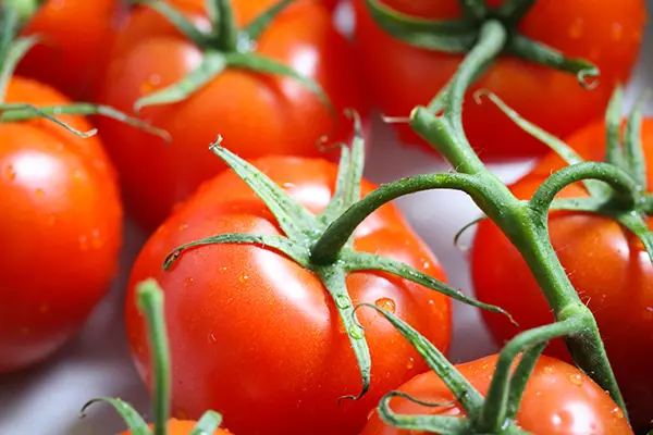Frische Tomaten an der Rispe