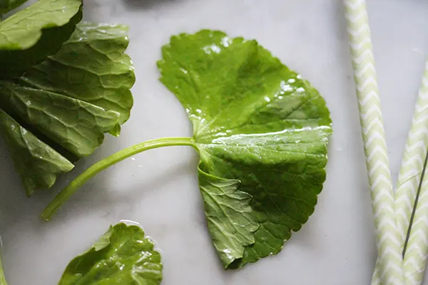 Indischer Wassernabel (Rau ma/ Pennywort)