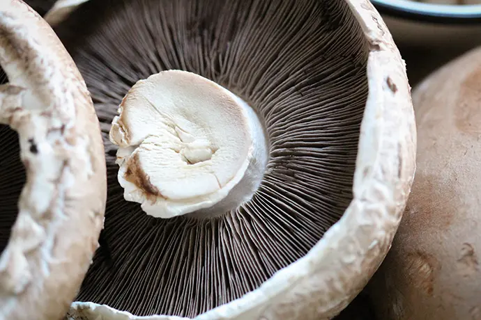 Portobello-Pilze