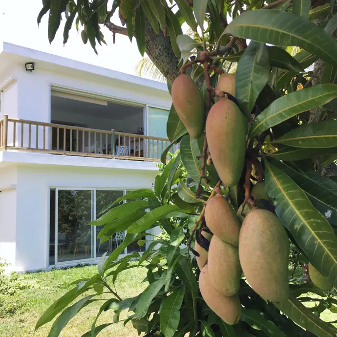 Vegan auf Reisen: Trauminsel Mauritius