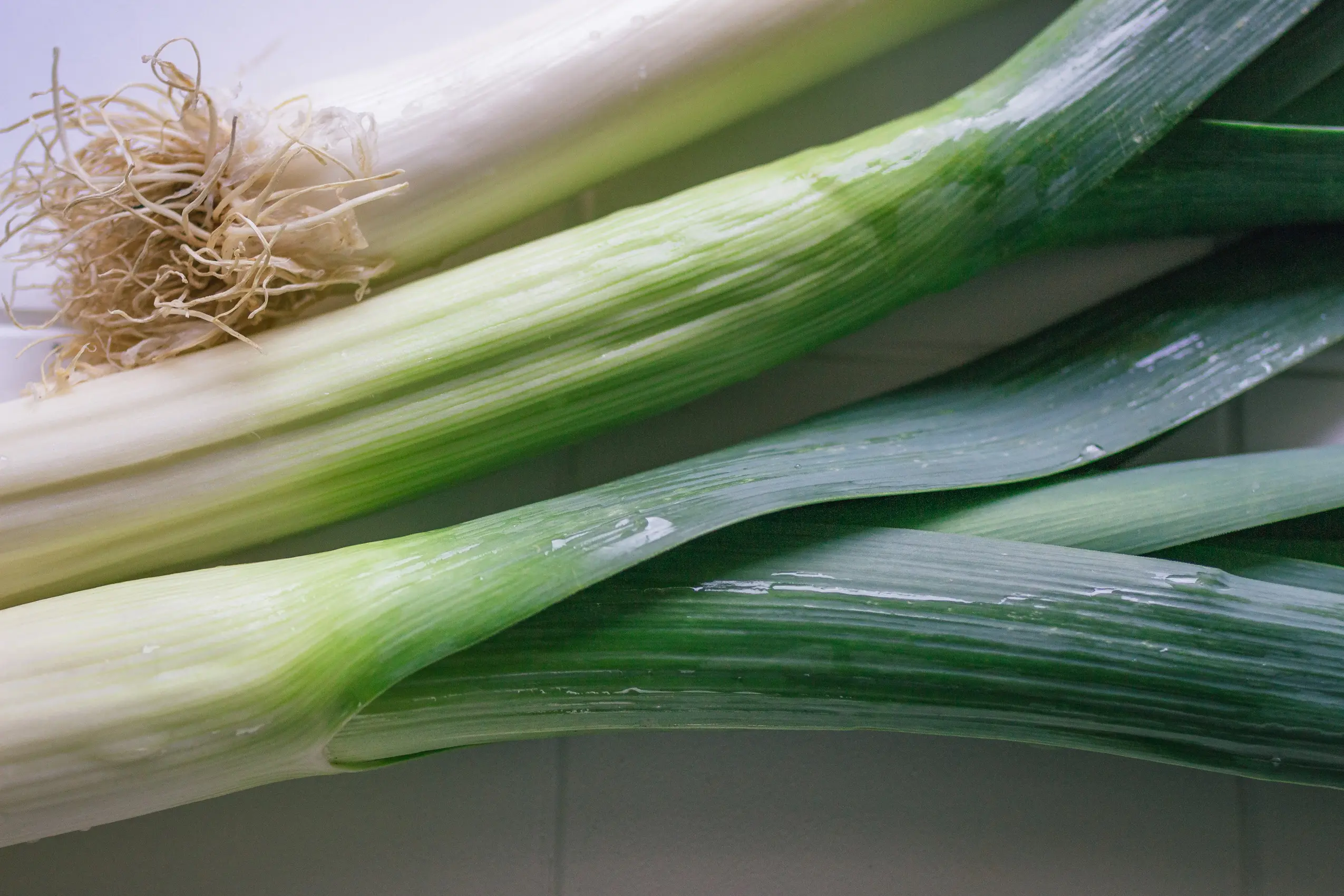 Lauchstangen Nahaufnahme auf weißem Untergrund