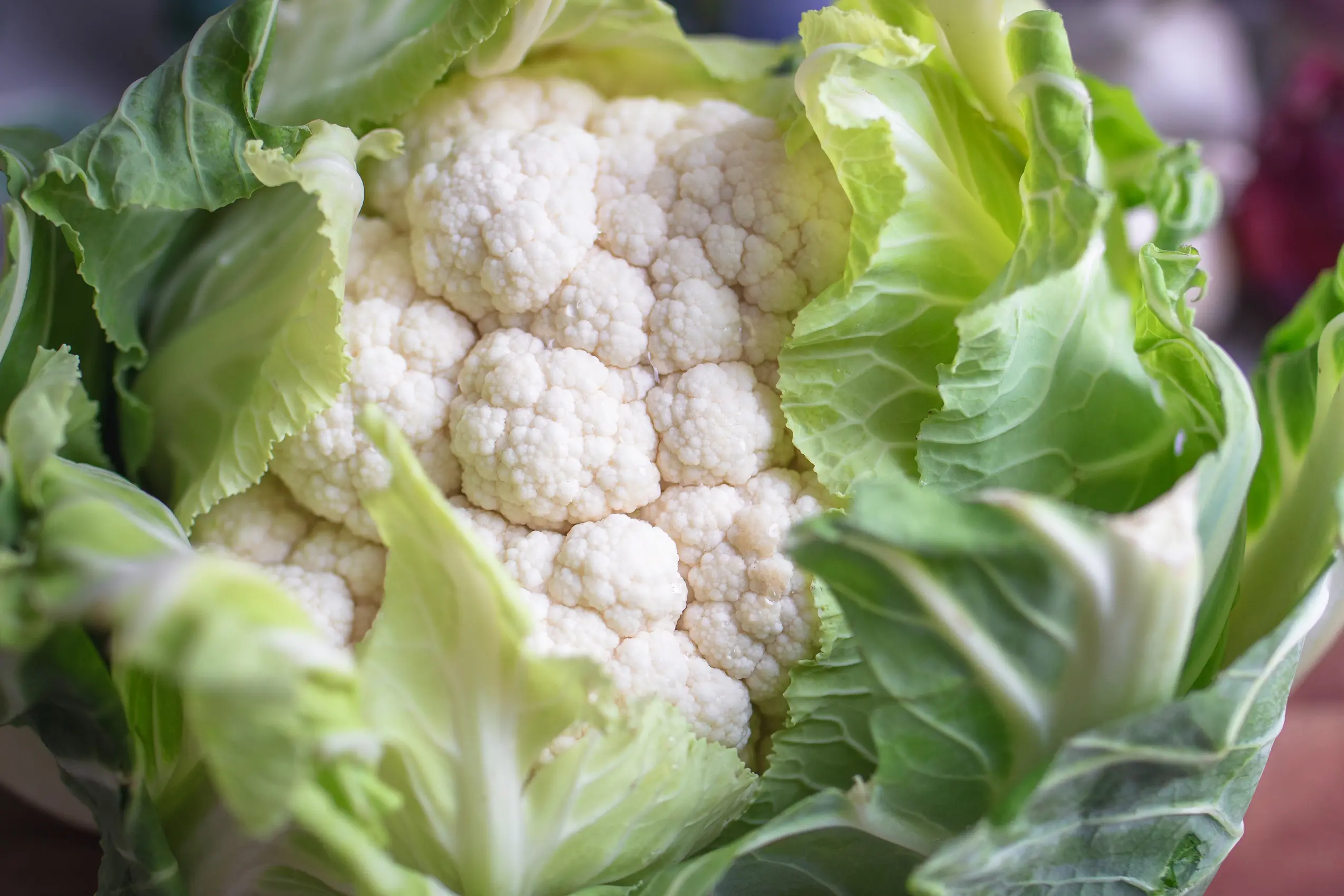 Blumenkohl Nahaufnahme mit Blättern