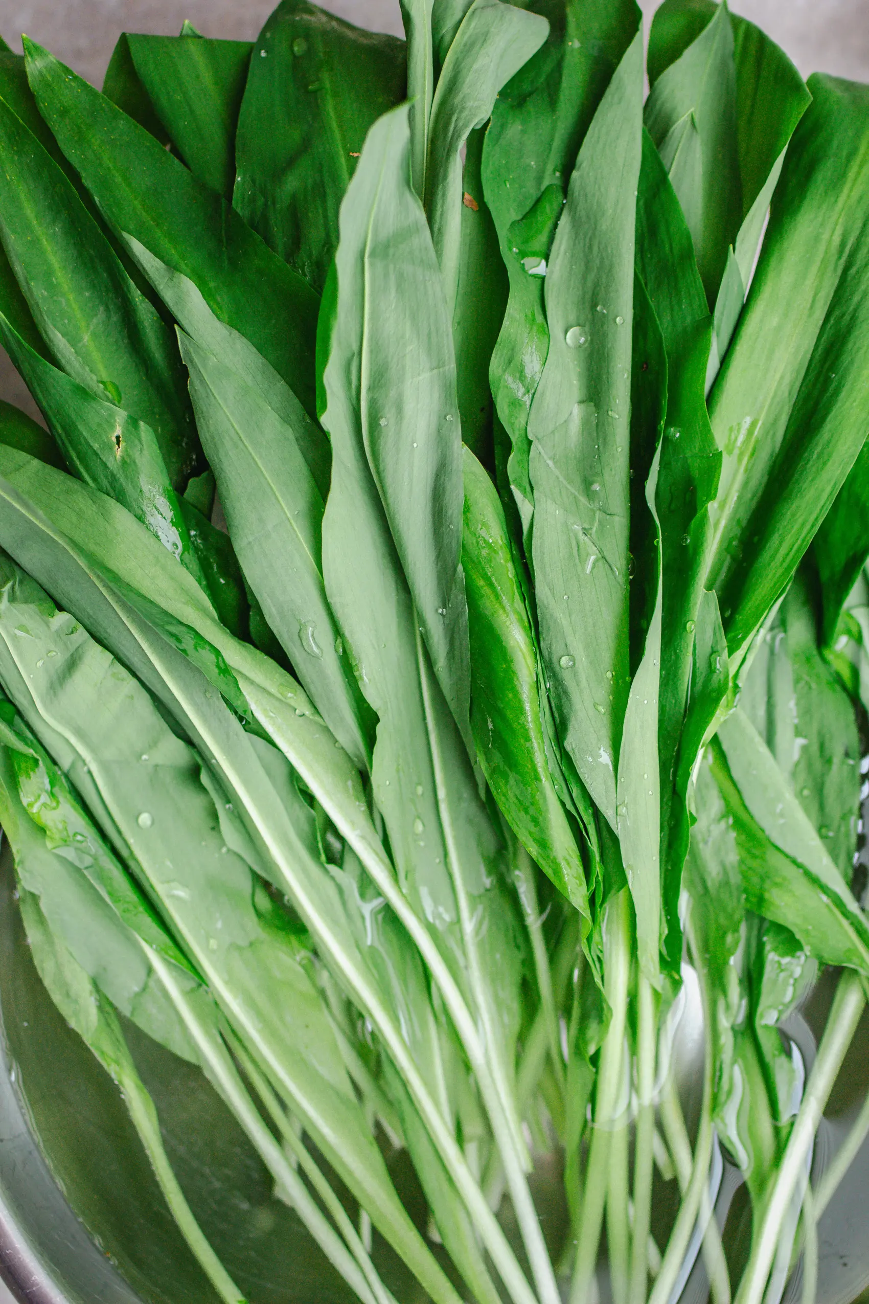 Frischer Bärlauch, Bärlauchrezepte