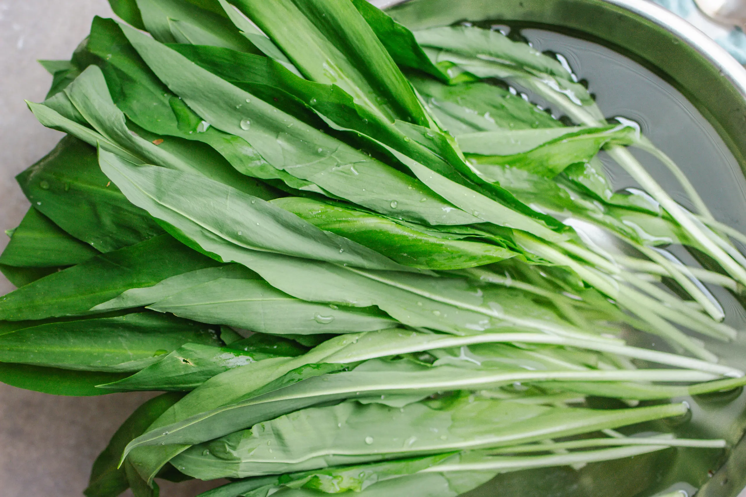 Frischer Bärlauch für Bärlauchpesto