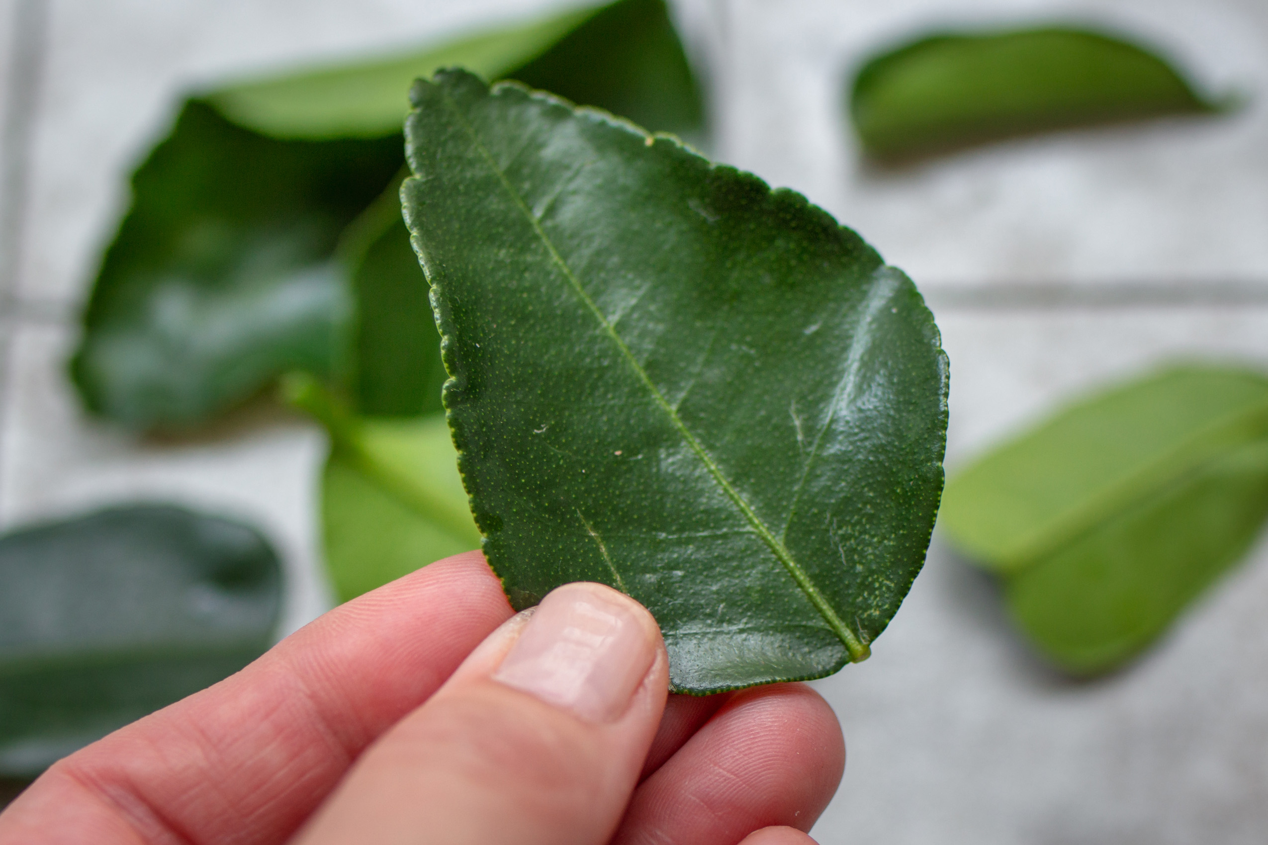 Eine Hand hält ein frisches Kaffir-Limettenblatt