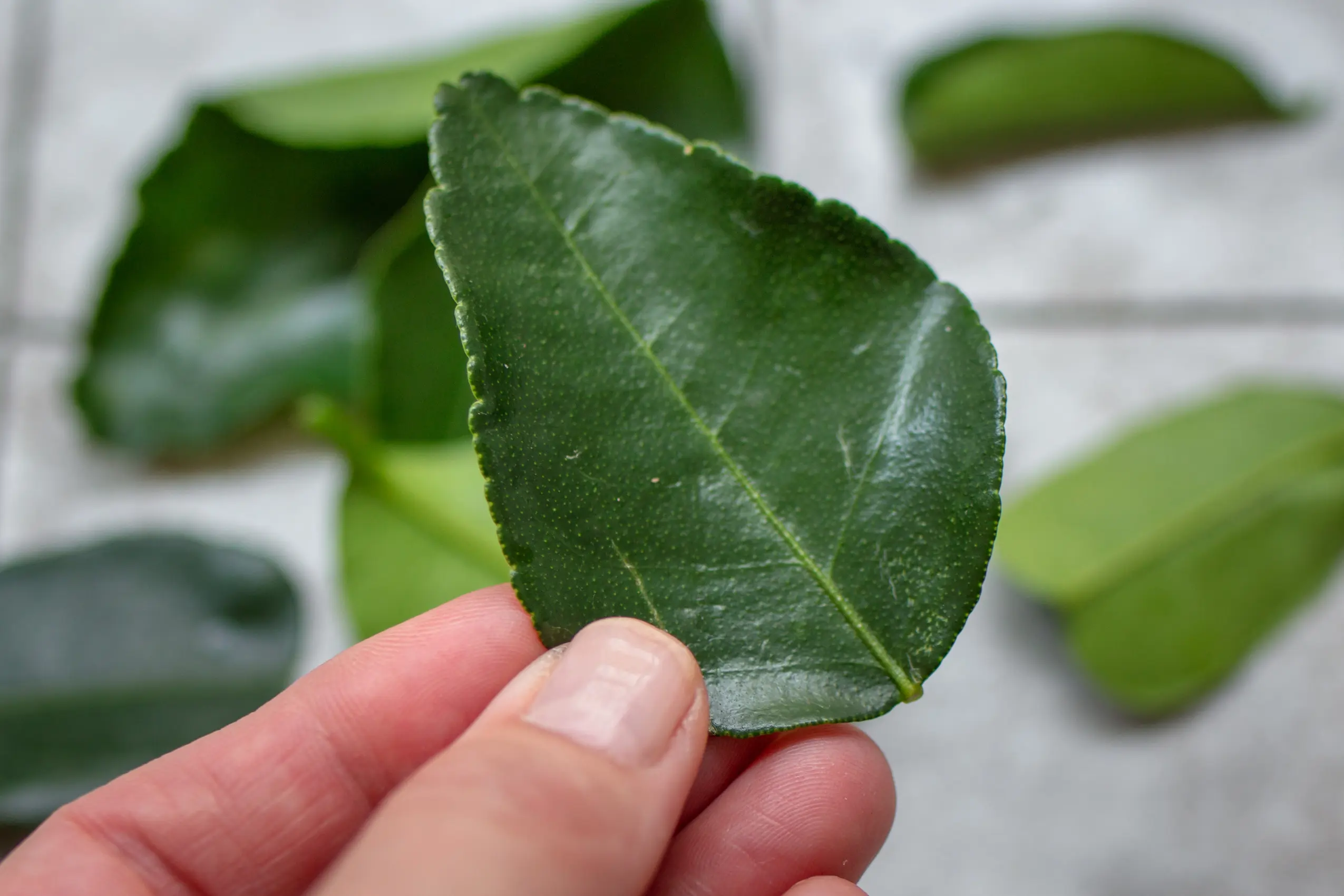 Eine Hand hält ein frisches Kaffir-Limettenblatt