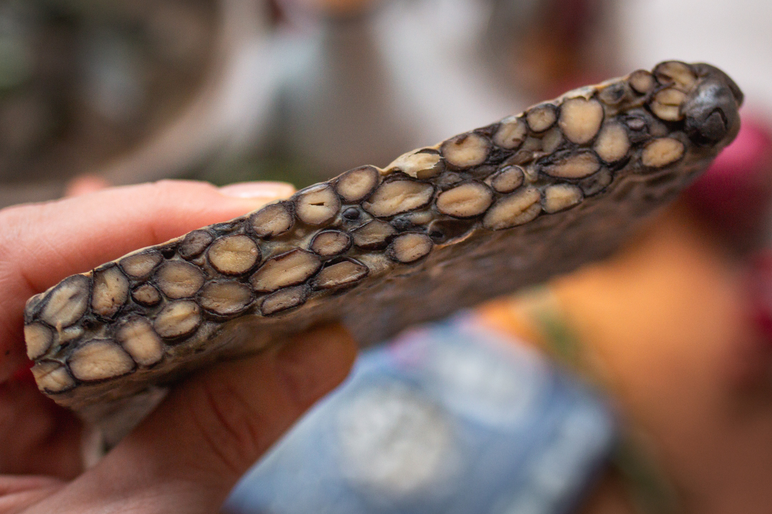 Black Bean Tempeh der tempehmanufaktur als Basis für veganen Weihnachtsbraten